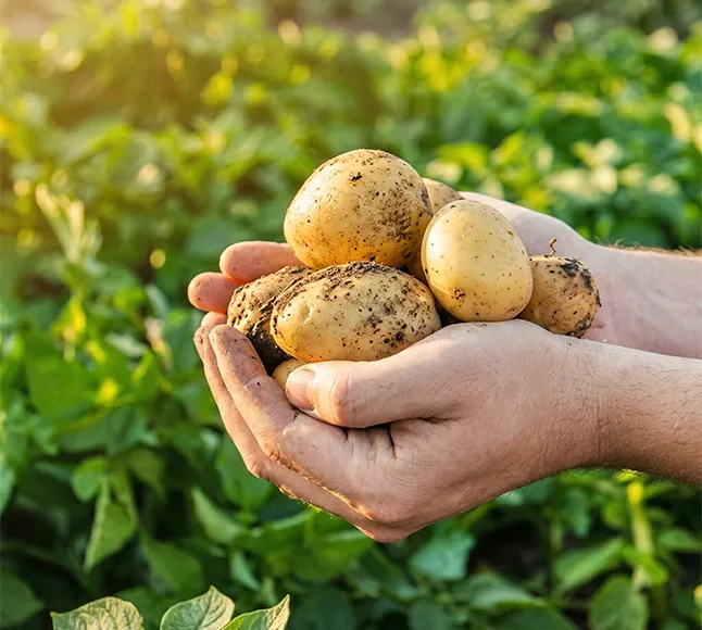 Sustainability at Fregy’s